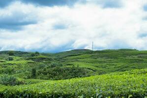 thee tuin in de Oppervlakte van monteren Kerinci, jambi, Indonesië foto