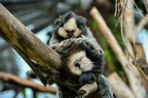 Afrikaanse zoogdier dier suricata foto