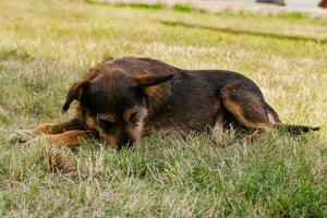 oud hond poseren en resting Aan de gras detailopname foto