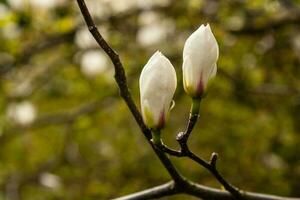 voorjaar bloeiend magnolia van wit en roze kleur foto