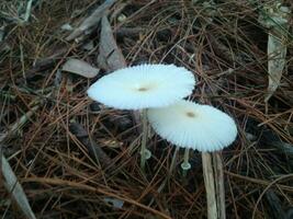 betoverend fluistert van de Woud vloer, verkennen de ivoor wonderland van wit champignons foto