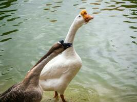 witte gans en bruine gans in meer foto