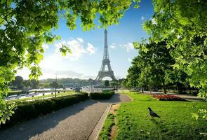 duif en eiffel toren foto