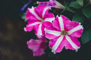 roze petunia bloem Aan wijnoogst toon, foto