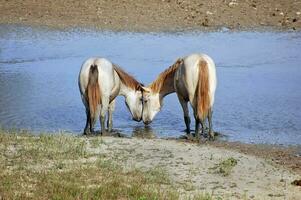 paarden in liefde foto