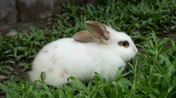 wit konijn aan het liegen Aan de gras. schattig huisdieren in de tuin. foto