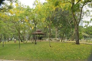 mooi bomen en meer in de park, Bangkok, Thailand foto