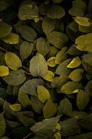 groen en geel Japans duizendknoop fabriek bladeren in herfst seizoen, geel achtergrond foto
