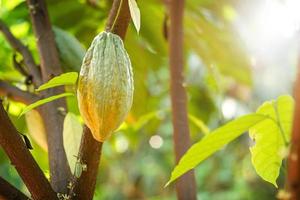cacaoboom met cacaobonen in een biologische boerderij foto