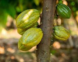 cacaoboom met cacaobonen in een biologische boerderij foto