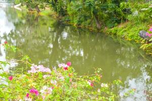 bomen en meer in chatuchak park, Bangkok, Thailand foto