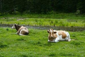 koeien kudde begrazing in weide door stroom. foto