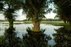 landschap van een overstroomd weide met bomen in de voorgrond. bomen in de water in aansluiting op de overstroming net zo een resultaat van globaal opwarming. foto