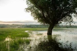 landschap van een overstroomd weide met bomen in de voorgrond. bomen in de water in aansluiting op de overstroming net zo een resultaat van globaal opwarming. foto