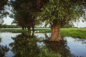 landschap van een overstroomd weide met bomen in de voorgrond. bomen in de water in aansluiting op de overstroming net zo een resultaat van globaal opwarming. foto