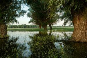 landschap van een overstroomd weide met bomen in de voorgrond. bomen in de water in aansluiting op de overstroming net zo een resultaat van globaal opwarming. foto