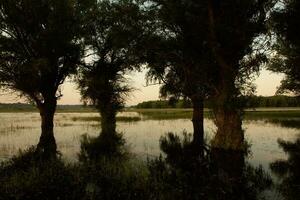 landschap van een overstroomd weide met bomen in de voorgrond. bomen in de water in aansluiting op de overstroming net zo een resultaat van globaal opwarming. foto