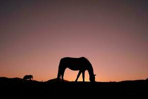 paard silhouet in de platteland en mooi zonsondergang achtergrond foto