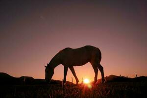 paard silhouet in de platteland en mooi zonsondergang achtergrond foto