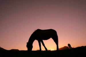 paard silhouet in de platteland en mooi zonsondergang achtergrond foto