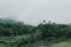 Woud in sidkidang dieng krater foto