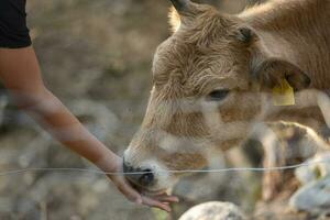 busha ras, klein korthoornig vee koe Aan vrij reeks boerderij krijgen voeden door Mens foto