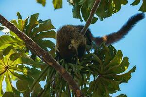 witte neus coati - nasua narica, klein gemeenschappelijk wit neus carnivoor van costa rica Woud. foto