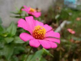 herfst aster bloemen van aster cordifolius weinig carlow.herfst asters bloeiend en decoreren foto