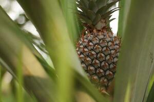 de groen ananas is nog steeds Aan de boom, de rood ananas fruit dat is over naar rijpen looks aantrekkelijk en is vol van rood doornen. foto