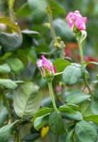 roze roos in de tuin foto