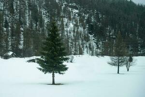 pijnboom boom met sneeuw in ijzig in winter dag. foto