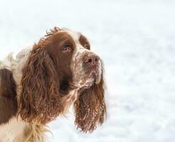 de spaniel hond looks omhoog helaas en vragend tegen de achtergrond van sneeuw. oren en uiteinde van een loop zijn gebrandschilderd met sneeuw foto