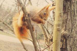weinig rood pluizig eekhoorn jumping in een boom in herfst park foto