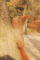 weinig rood pluizig eekhoorn jumping in een boom in herfst park foto