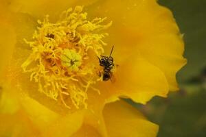 geel bloem in detailopname met een klein zwart insect binnen foto