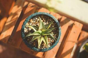 cactus in pot met bloem. huis plant decoratie concept. foto