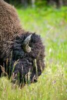 Amerikaans bizon in de veld- van yellowstone nationaal park, Wyoming foto