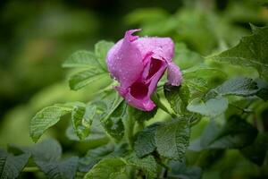 detailopname van semi Open wild roze rozenbottel bloesem Aan een struik met groen bladeren gedekt in regen druppels zijaanzicht Aan donker bokeh achtergrond foto