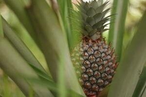 de groen ananas is nog steeds Aan de boom, de rood ananas fruit dat is over naar rijpen looks aantrekkelijk en is vol van rood doornen. foto