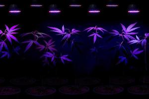 plant jonge boom cannabis groeit in pot met led-groeilicht foto