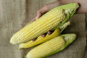 boer hand- Holding rauw maïs, top visie foto