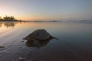 schildpadden nesten gedurende zonsopkomst Bij ostioneel strand in costa rica foto