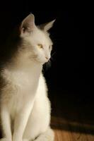 schattig wit kat zonneschijn foto