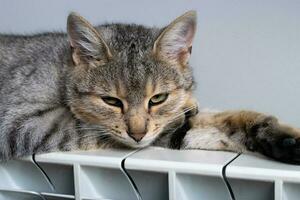 een tijger kat ontspannende Aan een warm radiator foto