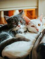 paar Brits kort haar kat wit kat dier huisdier foto