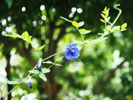 vlinder erwt blauw bloem Aan bokeh achtergrond natuur planten foto