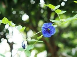 vlinder erwt blauw bloem Aan bokeh achtergrond natuur planten foto