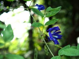 vlinder erwt blauw bloem Aan bokeh achtergrond natuur planten foto