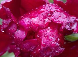 macro rode pioen bloemknop met regendruppels erop Rechtenvrije Stockafbeeldingen