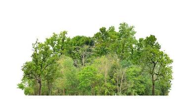 groen bomen geïsoleerd Aan wit achtergrond. zijn Woud en gebladerte in zomer voor beide het drukken en web Pagina's met besnoeiing pad en alpha kanaal foto